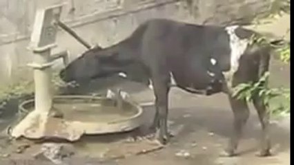 Dünyanın En Akıllı İneği