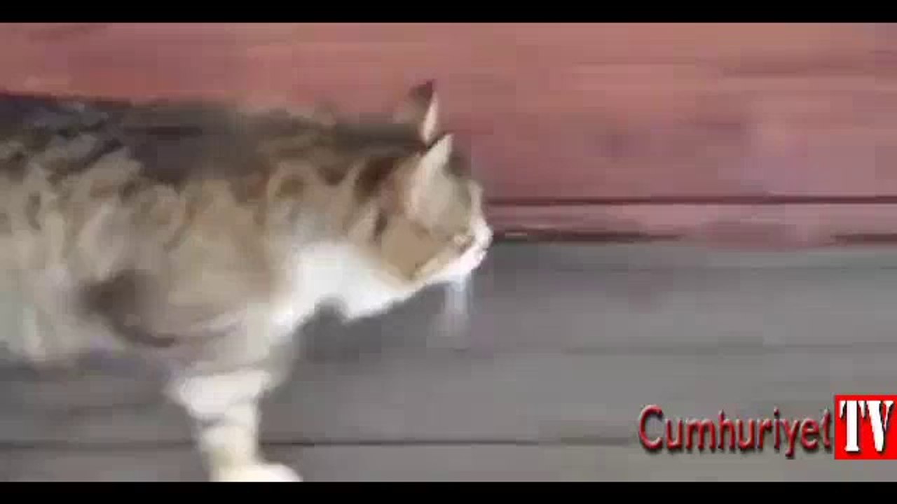 Kediden askeri yürüyüş