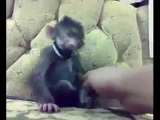 Amrapali Builder - Monkey Boy