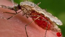 Genetically Modified Male-Only Mosquitoes In Fight Against Malaria