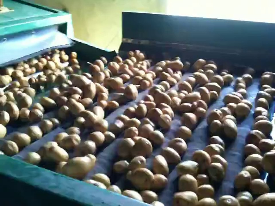 Potatoes Processing Plant.