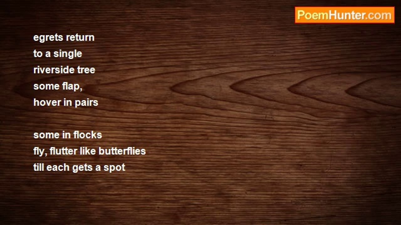 john tiong chunghoo - Egrets