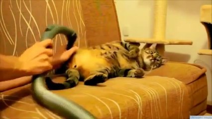 Elektrik süpürgesiyle kedi temizlemek