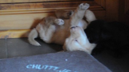 Jouko&bleu s'amusent 100614