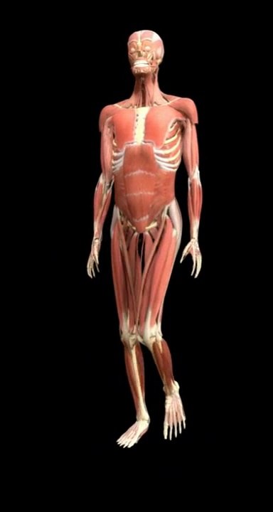 Ganganalyse InGAsys walk cycle muscles (Blender 2.7)