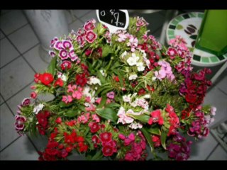 Inauguration fleuriste