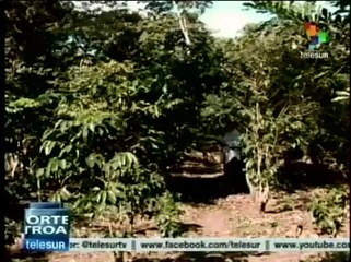 El Salvador decreta emergencia por infestación de la roya del café