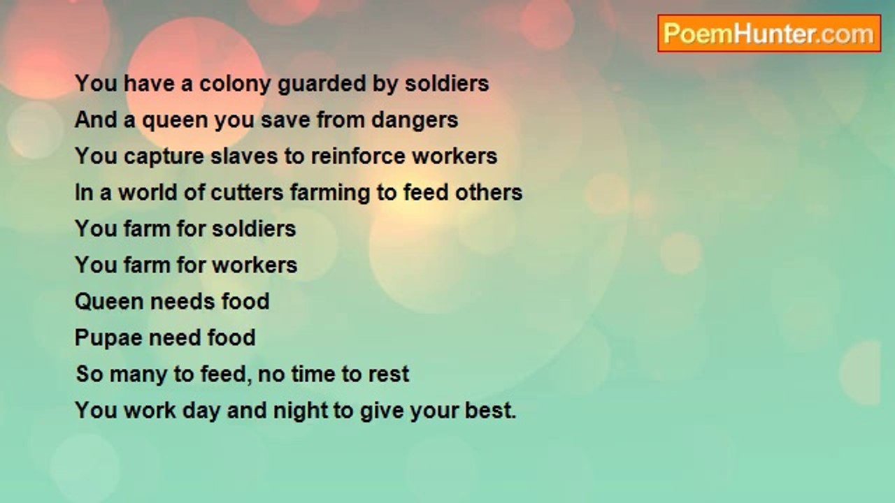 Sesan Falade - Incredible Ants