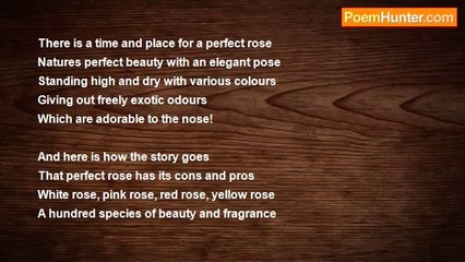 Sylvia Chidi - That perfect rose