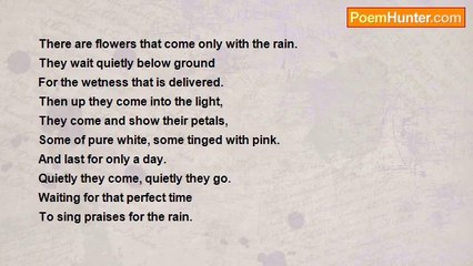 Heather Z. Hanna - The Rain Flowers*