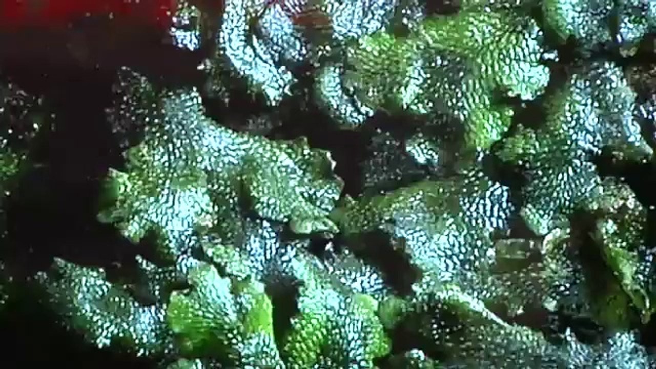 CES 2012: Toshiba 4K Display