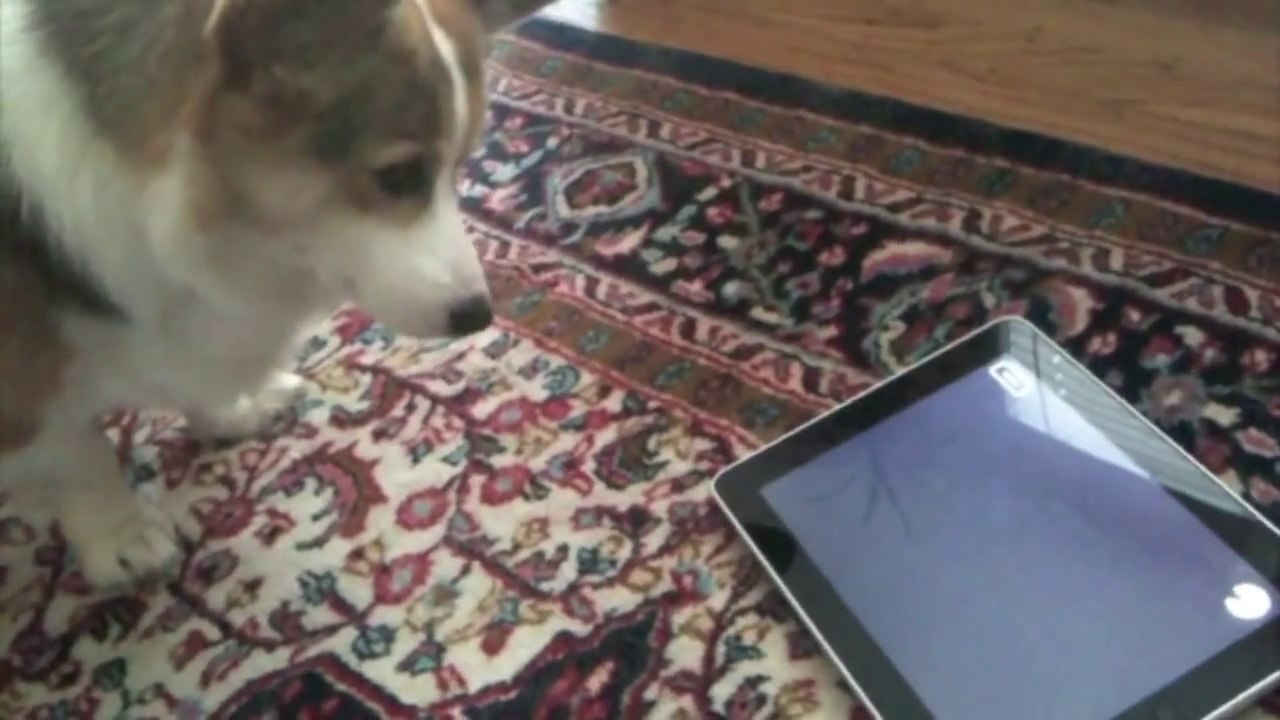 A Dog Tests the iPad - Tested.com