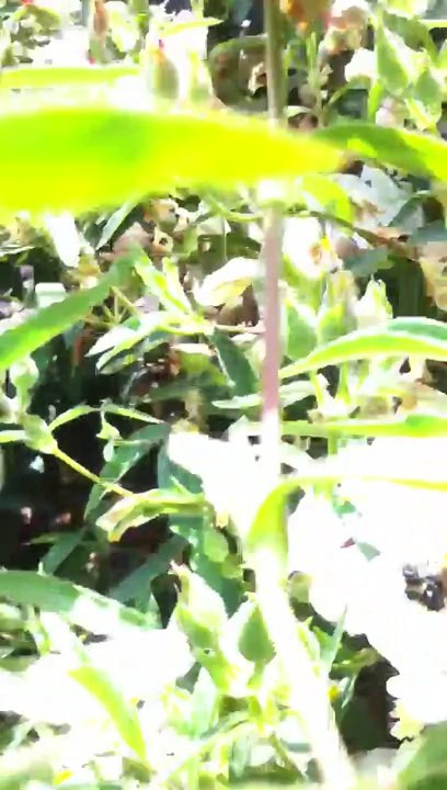 Bee porn