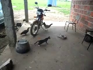 Yılan avındaki kediye korkunç şaka