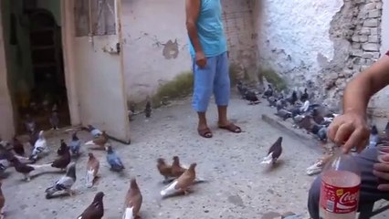 mardin-hava-ve-kostum-kuslari