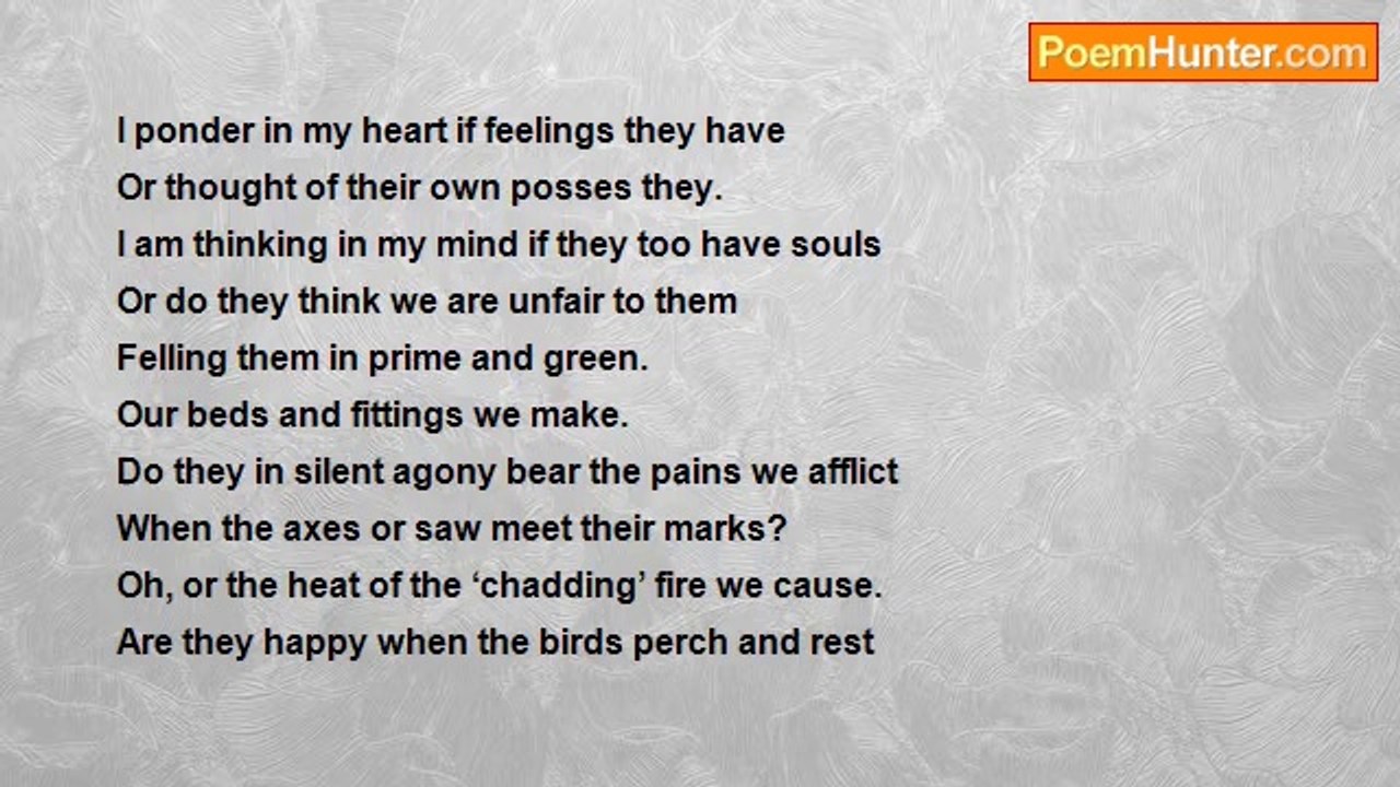 Stephen Olufemi Omolara - Thinking about what the trees are thinking