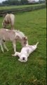 Un chien et un poney meilleurs amis! Trop mignon...