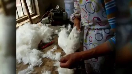 Kürkü için işkenceye maruz kalan Angola tavşanları