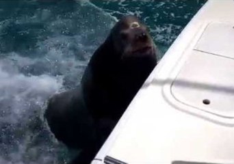 Tải video: Sea Lion Hitches a Ride on a Boat for Food