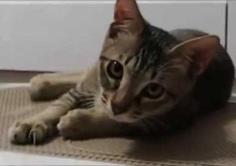 Determined Cat Gets to Grips With a uShape