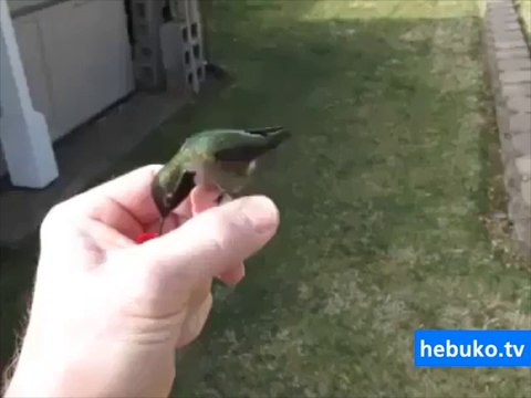 efsane sinek kuşunu bir de yakından izleyin! inanılmaz bir şey..