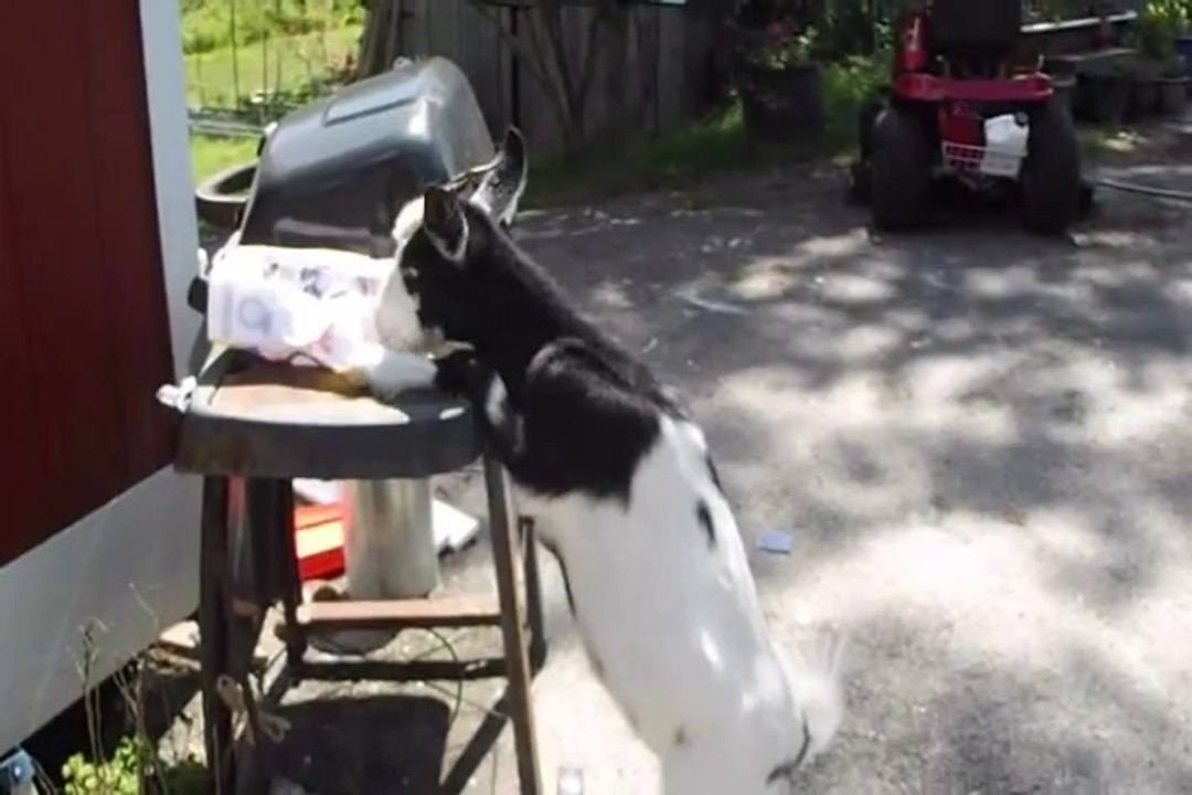 Rocket Ate My Lunch! 0001