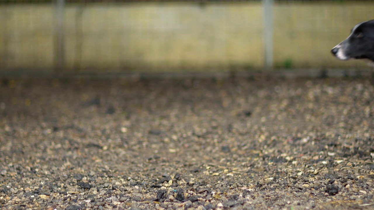 A quoi pense un animal abandonné ?