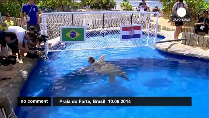 World Cup turtle tips Brazil win