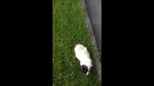 L'attaque du cochon d'Inde !