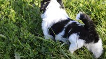 chiot femelle shih tzu LOF à vendre