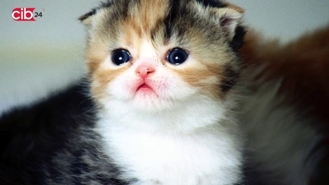 Pet St. - Fits Sits Breeds