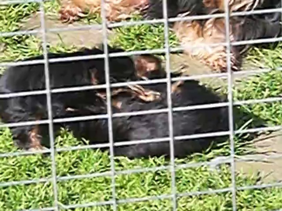 Les bébés de BAGGHERA au soleil !