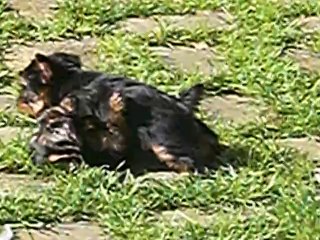 Les bébés de BAGGHERA. JOLIE MÔME et JERRY-LEE.