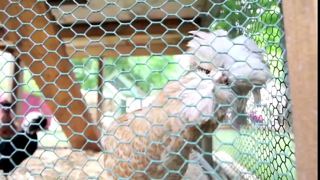 Jardins, Jardin : tendance 2014, des poulaillers urbains