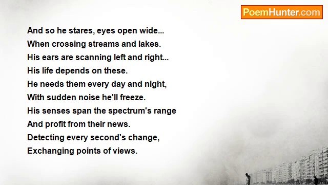 Denis Martindale - Forest Stream