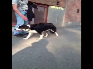 Fariha - girl & dog ~ mujeres que juegan con los perros  yellow is the warmest colour(1)