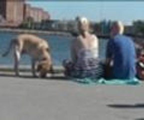 Köpeklere plaj yasağı kızdırdı