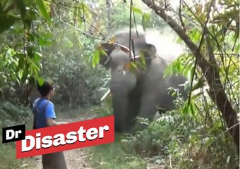 Un homme stoppe un éléphant qui le charge / Dr Disaster