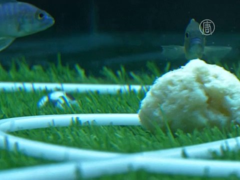 Чемпионат по футболу среди рыб устроили в Китае