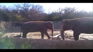 Um Elefante vs Um pedaço de madeira