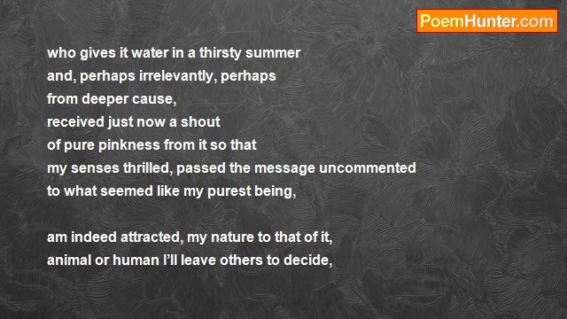 Michael Shepherd - 0013 pink without think