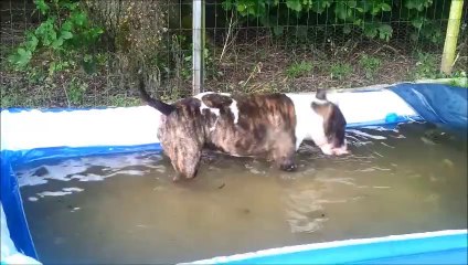 Lardon-loutre