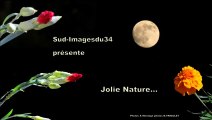 JOLIE NATURE