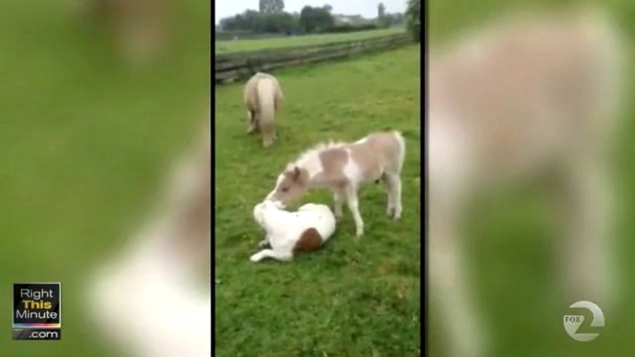 Dog and mini horse