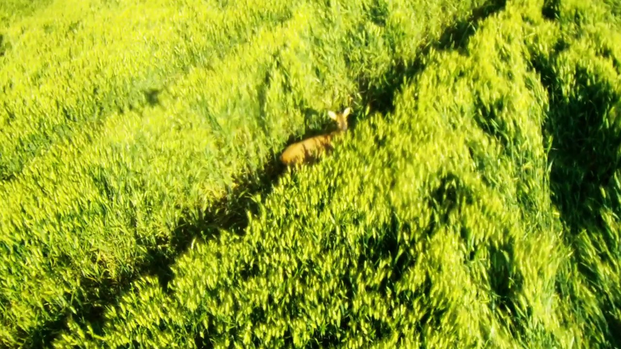 Survol en drone aprés la tempête de grêle