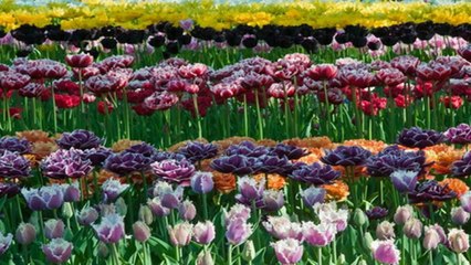 Spring 11 - in Holland (PP720)
