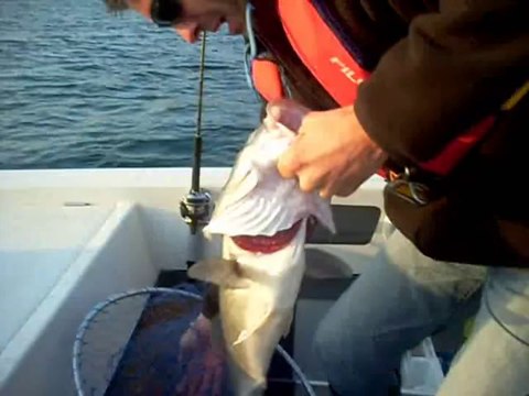 PECHE AU BAR LABRAX CUP CHAUSEY 2011