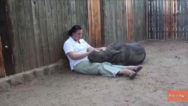 Orphaned Baby Rhino Insists On Being Snuggled to Sleep