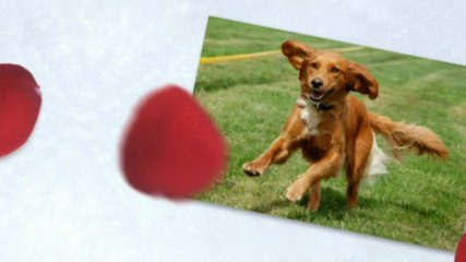 Dog Upset Stomach - Probiotics for Dogs for Dog Diarrhea
