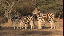 African Wildlife Stock footage - Photos of Africa